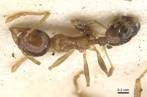 Pheidole punctulata - CASENT0913407
