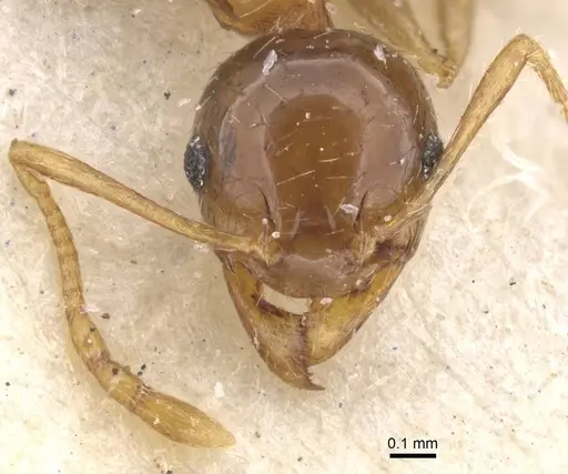 Pheidole punctulata - CASENT0913407