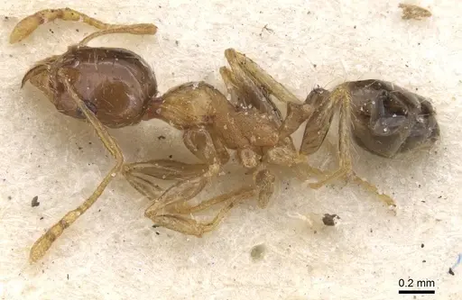 Pheidole punctulata - CASENT0913407