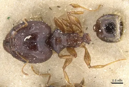 Pheidole punctulata - CASENT0913408