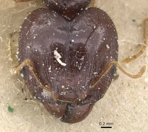 Pheidole punctulata - CASENT0913408