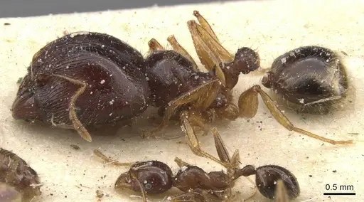 Pheidole punctulata - CASENT0913408