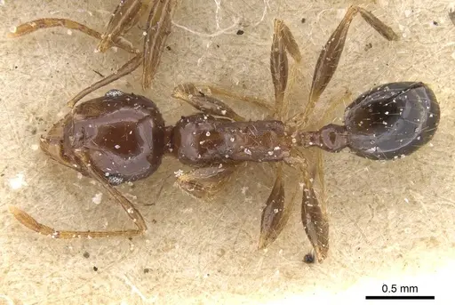 Pheidole punctulata - CASENT0913409