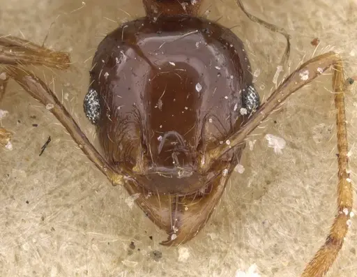 Pheidole punctulata - CASENT0913409