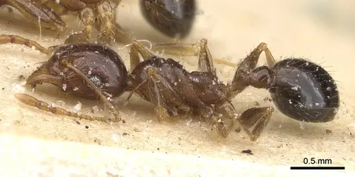 Pheidole punctulata - CASENT0913409