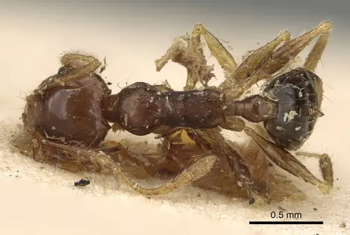 Pheidole punctulata - CASENT0922176