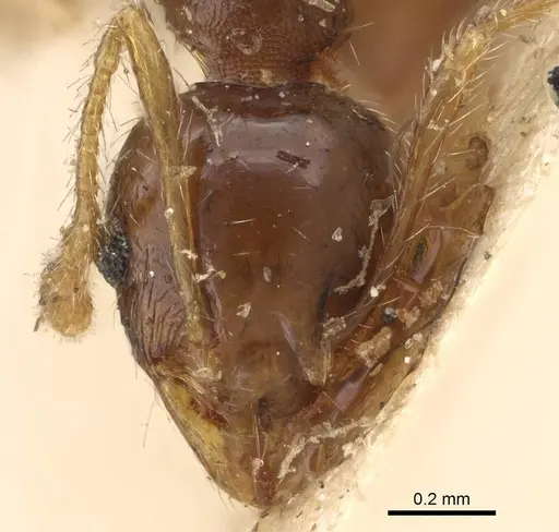 Pheidole punctulata - CASENT0922176