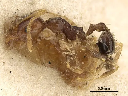 Pheidole punctulata - CASENT0922176