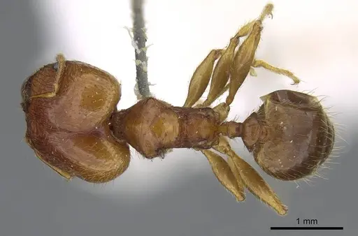 Pheidole punctulata - CASENT0922199