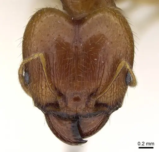 Pheidole punctulata - CASENT0922199