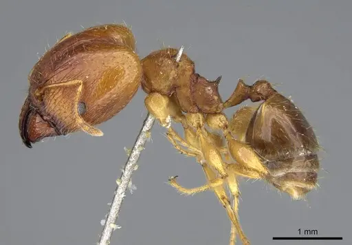 Pheidole punctulata - CASENT0922199