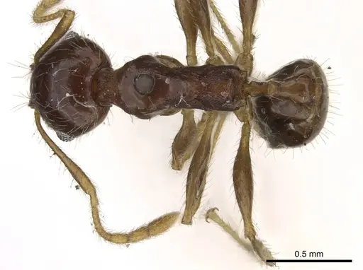 Pheidole punctulata - CASENT0922200