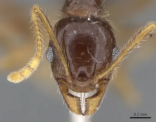 Pheidole punctulata - CASENT0922200