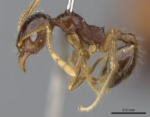 Pheidole punctulata - CASENT0922200