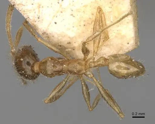 Pheidole punctulata - CASENT0923212