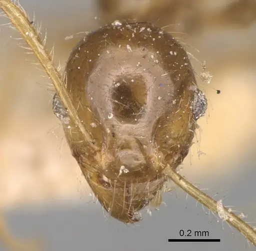 Pheidole punctulata - CASENT0923212