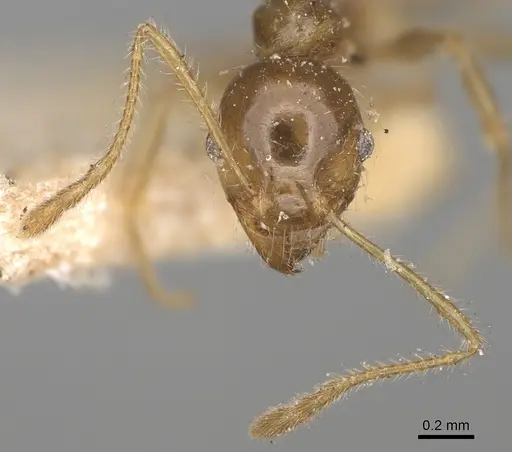 Pheidole punctulata - CASENT0923212