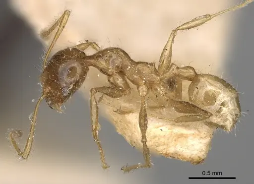 Pheidole punctulata - CASENT0923212