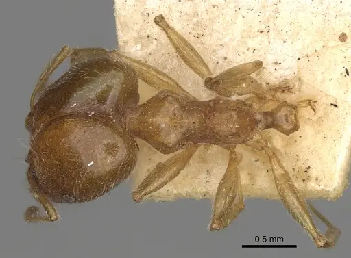 Pheidole punctulata - CASENT0923213