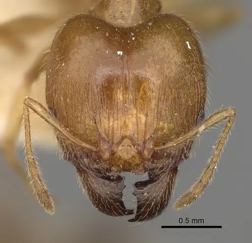 Pheidole punctulata - CASENT0923213
