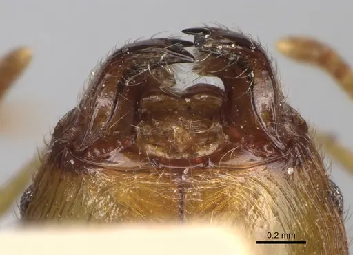 Pheidole punctulata - CASENT0923213