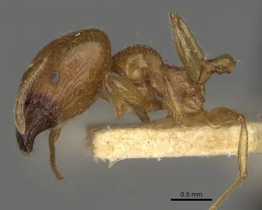 Pheidole punctulata - CASENT0923213