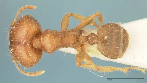 Pheidole punctulata - FOCOL1350