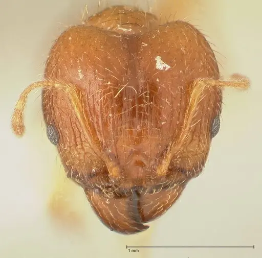 Pheidole punctulata - FOCOL1350