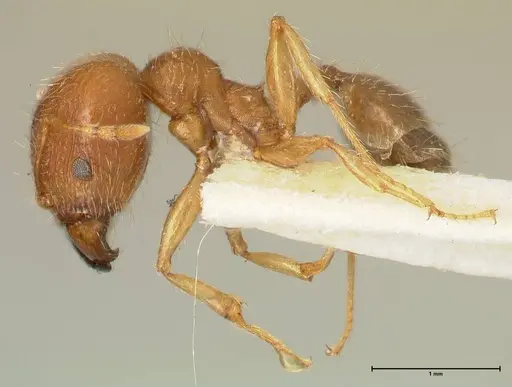 Pheidole punctulata - FOCOL1350