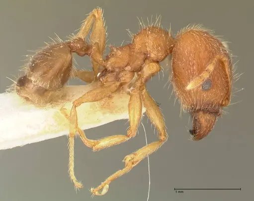 Pheidole punctulata - FOCOL1350