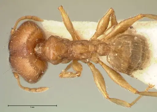 Pheidole punctulata - FOCOL1351