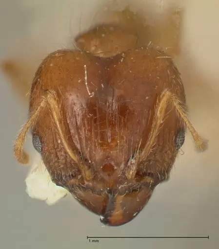 Pheidole punctulata - FOCOL1351