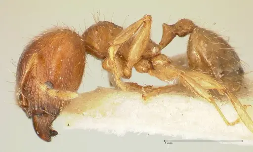 Pheidole punctulata - FOCOL1351