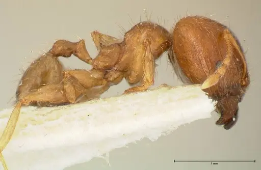 Pheidole punctulata - FOCOL1351