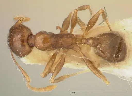 Pheidole punctulata - FOCOL1352