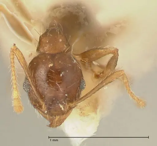 Pheidole punctulata - FOCOL1352