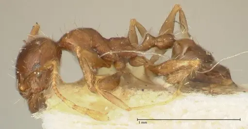 Pheidole punctulata - FOCOL1352