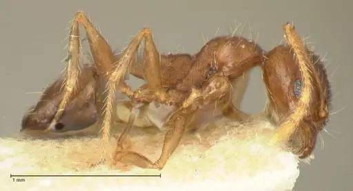 Pheidole punctulata - FOCOL1352