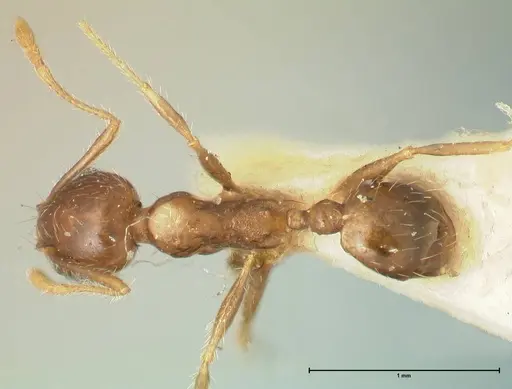 Pheidole punctulata - FOCOL1353