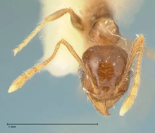 Pheidole punctulata - FOCOL1353