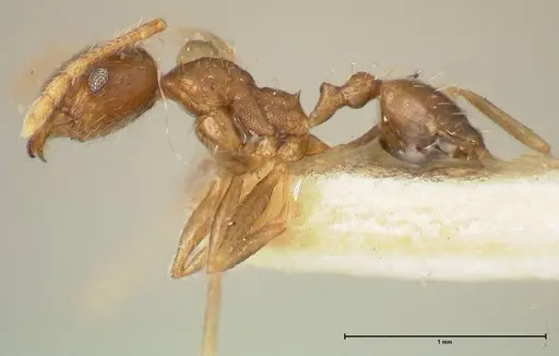 Pheidole punctulata - FOCOL1353