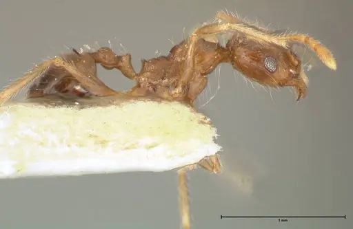 Pheidole punctulata - FOCOL1353