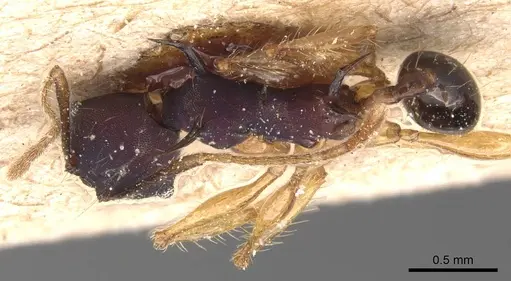Pheidole purpurascens specimen
