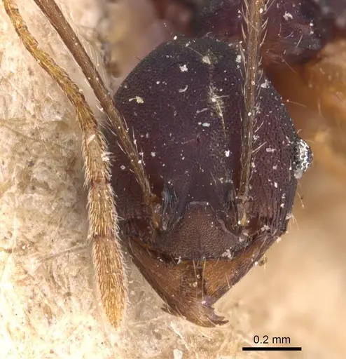 Pheidole purpurascens specimen