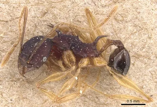Pheidole purpurascens specimen