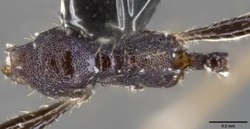 Pheidole purpurea specimen