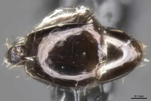 Pheidole purpurea specimen