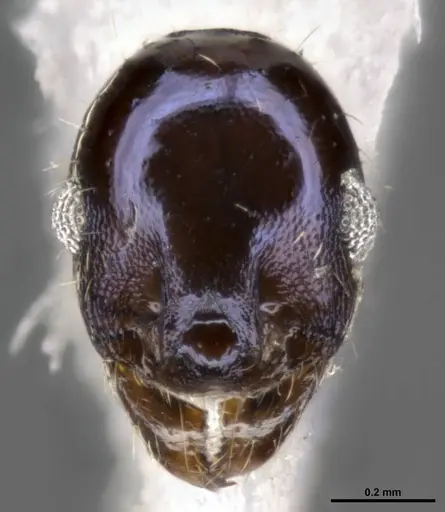 Pheidole purpurea specimen