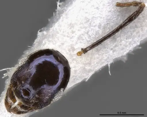 Pheidole purpurea - CASENT0283153