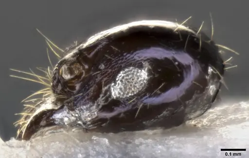 Pheidole purpurea - CASENT0283153